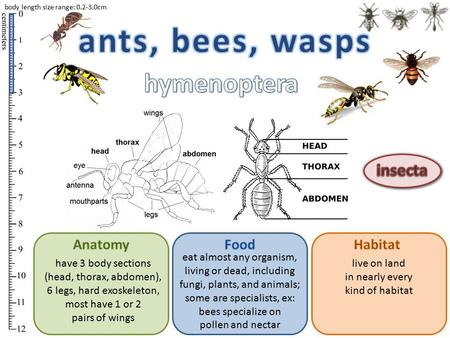 Eat almost any organism, living or dead, including fungi, plants, and animals; some are specialists, ex: bees specialize on pollen and nectar have 3 body.