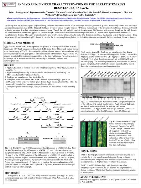 Fig. 2 Active kinase His-Rpg1 can not transphosphorylate kinase deficient GST-Rpg1. 1, inactive GST-Rpg1 (116. 2 kDa); 2, active His- Rpg1 (92. 2 kDa)