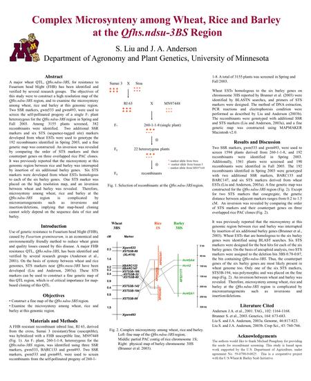 Complex Microsynteny among Wheat, Rice and Barley at the Qfhs.ndsu-3BS Region S. Liu and J. A. Anderson Department of Agronomy and Plant Genetics, University.