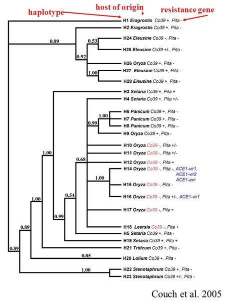 Host of origin haplotype resistance gene Couch et al. 2005.