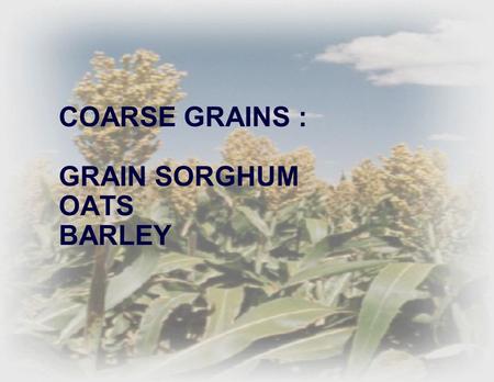 COARSE GRAINS : GRAIN SORGHUM OATS BARLEY. GRAIN SORGHUM.