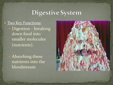 Two Key Functions: Digestion - breaking down food into smaller molecules (nutrients). Absorbing these nutrients into the bloodstream.