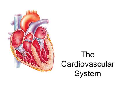 The Cardiovascular System