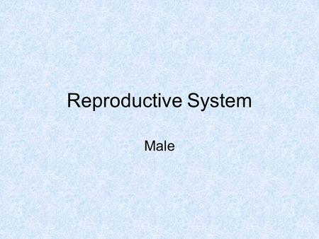 Reproductive System Male.