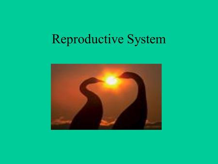 Reproductive System.