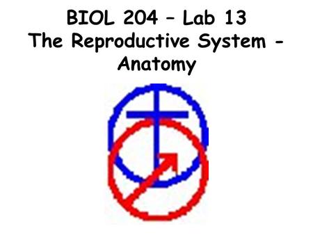 BIOL 204 – Lab 13 The Reproductive System - Anatomy.