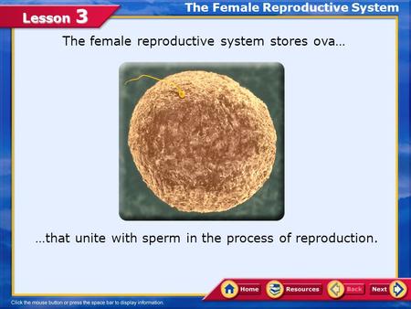 The Female Reproductive System