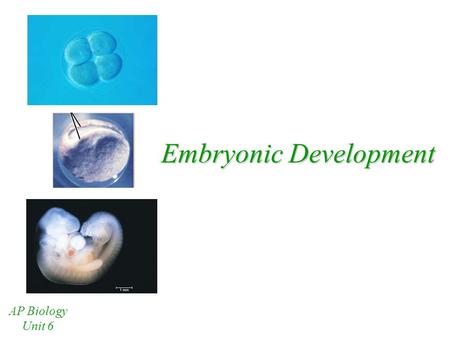 Embryonic Development