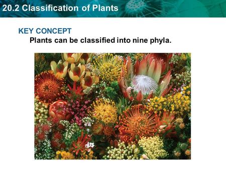 KEY CONCEPT  Plants can be classified into nine phyla.