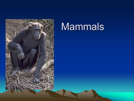 Mammals. MAMMALS Kingdom Animalia Phylum Chordata Subphylum Vertebrata Class Mammalia.