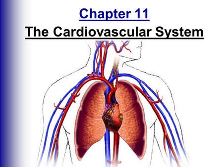 Chapter 11 The Cardiovascular System