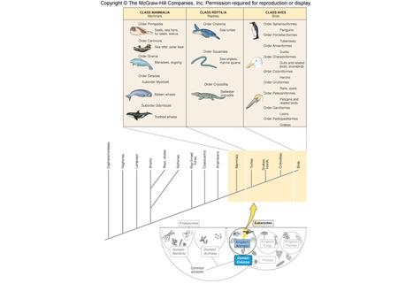 Sea turtles Air breathing Ectothermic (cold- blooded) poikilotherms –Metabolism fluctuates with the environment temp. Return to land for reproduction.