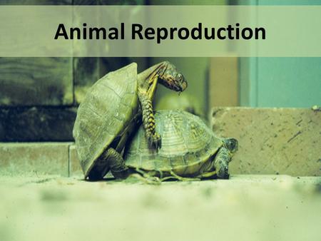 Animal Reproduction.