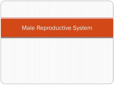 Male Reproductive System