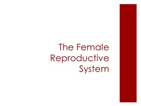 The Female Reproductive System