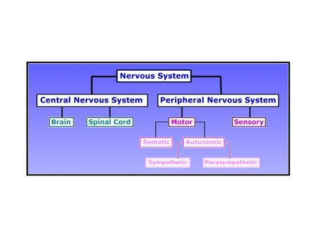 Nissil Bodies Axon Hillock Motor Neuron Schwann Cell.