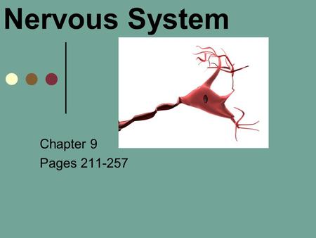 Nervous System Chapter 9 Pages 211-257.