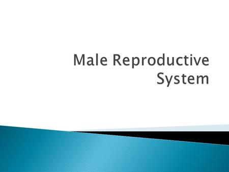  The main duct through which semen is carried from the epididymus to the ejaculatory duct.  One on each testicle  VASECTOMY?