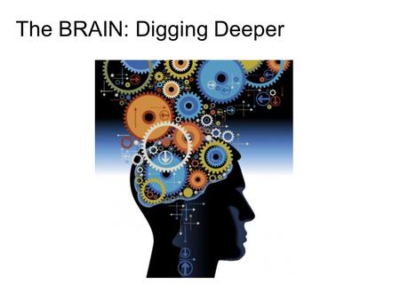 The BRAIN: Digging Deeper. The Meninges = membranes located between bone and soft tissues of the nervous system Dura mater - outermost layer Arachnoid.