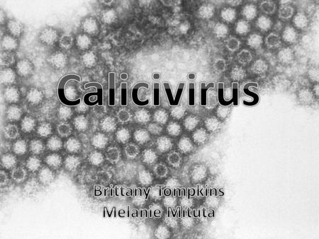 Family Caliciviridae Genus Vesivirus; species: swine Lagovirus; species: Rabbit hemorrhagic disease Norovirus; species: Norwalk Sapovirus; species: Sapporo.