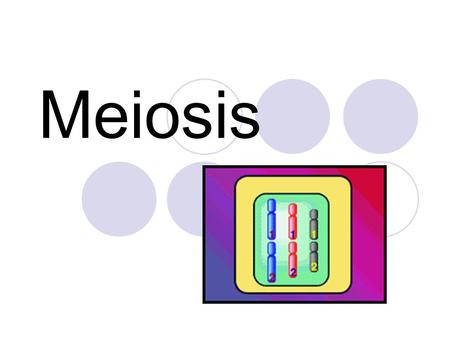 Meiosis.