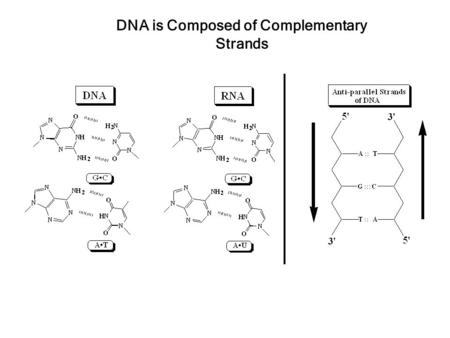 DNA is Composed of Complementary Strands