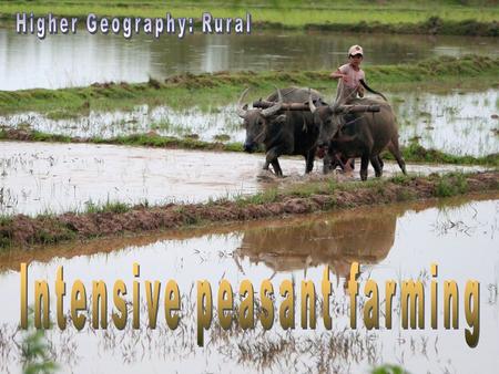 land Intensive peasant farming Plots of land are quite small. Inheritance laws or customs can mean land is split between children. Aerial view, Dhaka,