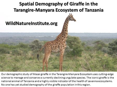 Spatial Demography of Giraffe in the Tarangire-Manyara Ecosystem of Tanzania Our demographic study of Masai giraffe in the Tarangire-Manyara Ecosystem.