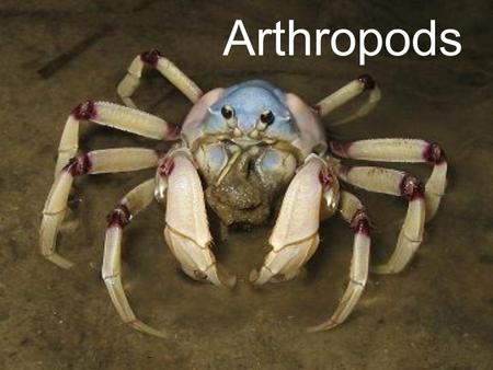 Arthropods.