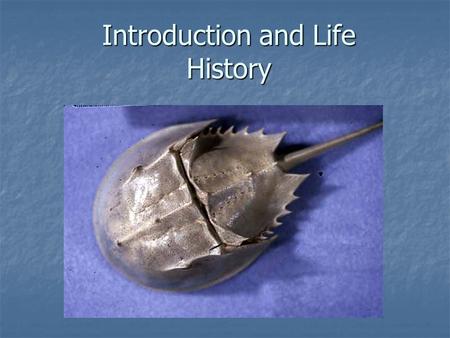 Introduction and Life History. Horseshoe crabs are also called “soldier crabs,” and are arguably the most interesting creatures on our coast. Horseshoe.