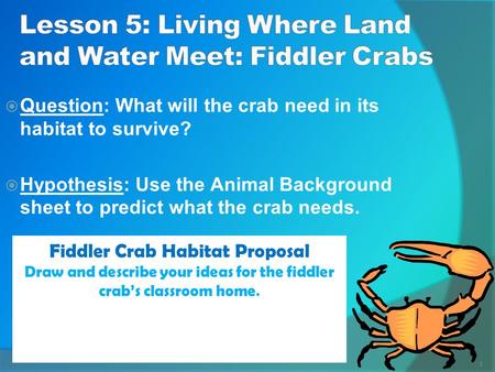 Lesson 5: Living Where Land and Water Meet: Fiddler Crabs