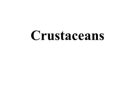 Crustaceans. Jointed appendages Phylum : Arthropoda Class : Crustacea 甲殼綱 Carapace Antennae.