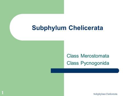 Subphylum Chelicerata