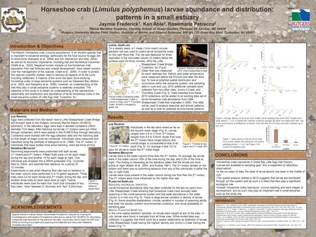 Horseshoe crab (Limulus polyphemus) larvae abundance and distribution: patterns in a small estuary Jaymie Frederick 1, Ken Able 2, Rosemarie Petrecca 2.