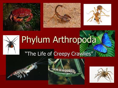 “The Life of Creepy Crawlies”