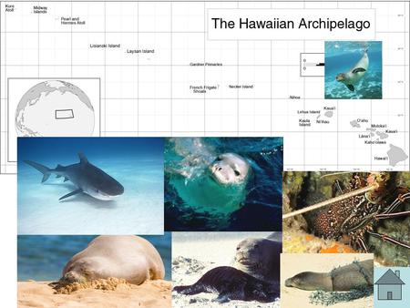 I live in the northwest Hawaiian Islands. These islands are to the north and the west of the main Hawaiian islands. I like to hang out by myself, like.