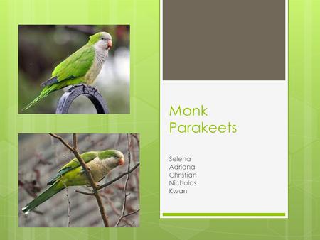 Monk Parakeets Selena Adriana Christian Nicholas Kwan.