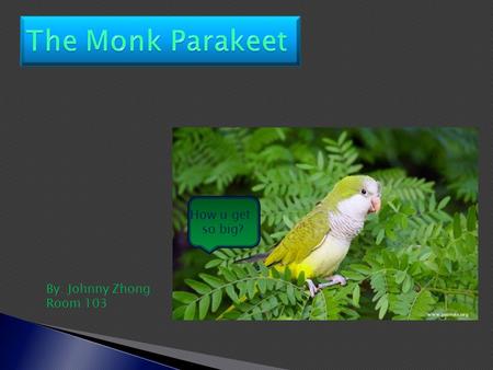 How u get so big? By: Johnny Zhong Room 103.  The Monk Parakeet is also known as the Quaker Parrot (Myiopsitta monachus).  They are a species of parrot,