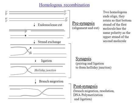 Homologous recombination