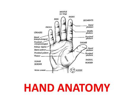 HAND ANATOMY.