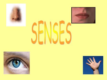 SENSES.