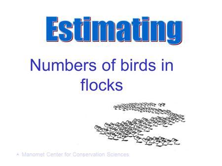 Numbers of birds in flocks Manomet Center for Conservation Sciences.