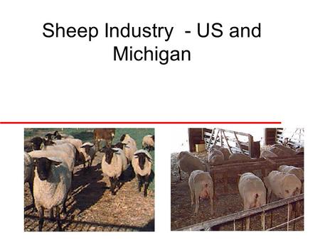 Sheep Industry - US and Michigan. Fall 2002 Michigan Sheep Production u Purebred production –Greatest proportion of the industry –Produce and sell seedstock.