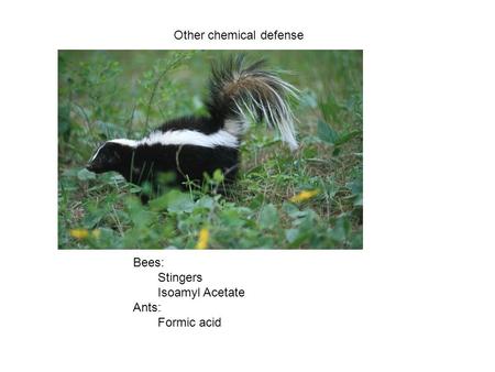 Other chemical defense Bees: Stingers Isoamyl Acetate Ants: Formic acid.