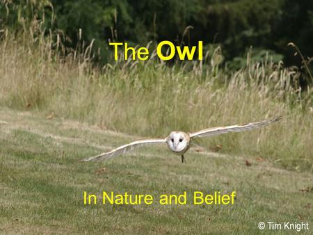 The Owl In Nature and Belief. The Owl  Owls are a group of mainly nocturnal birds  Owls are raptors or birds of prey  They hunt for their food  Belong.