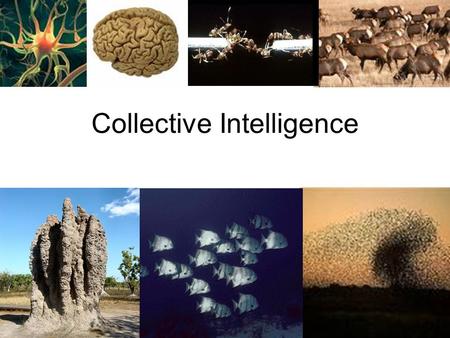 Collective Intelligence