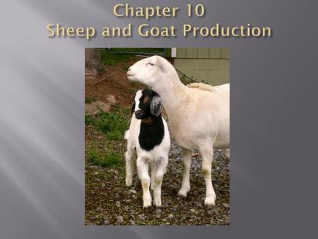  Look similar  Ruminants  Goats have beards  Sheep have foot glands  Male goats have a strong smell  Slight differences in horns and skeleton 