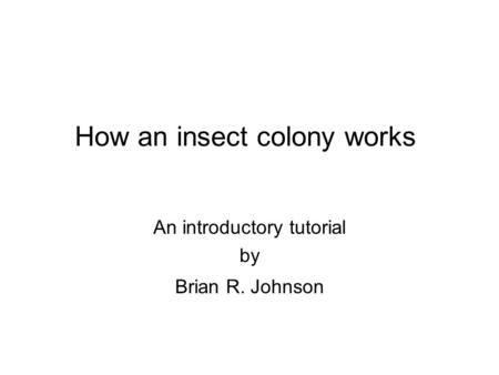 How an insect colony works