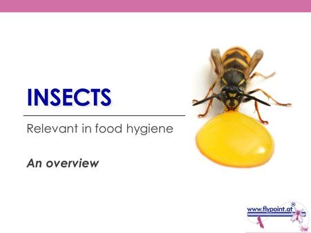 INSECTS Relevant in food hygiene An overview. General Characteristics  Most specious-rich class in the animal kingdom  1 Mio. insects described (realistic: