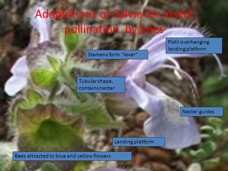 Adaptations of Salvia for insect pollination by bees